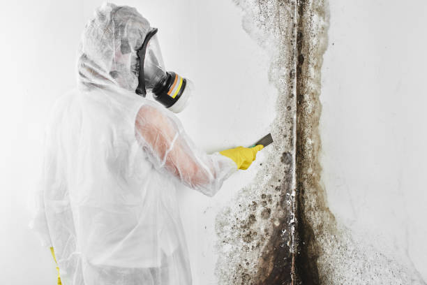 Best Toxic Mold Removal  in Okauchee Lake, WI