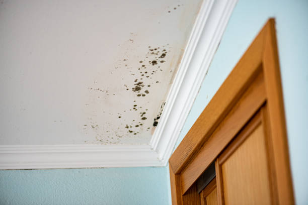 Best Residential Mold Removal  in Okauchee Lake, WI