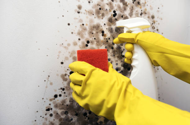 Best Mold Removal Company Near Me  in Okauchee Lake, WI