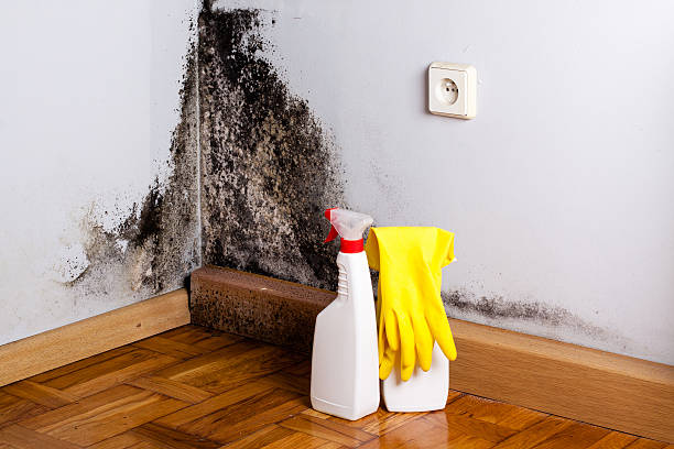 Best Black Mold Removal  in Okauchee Lake, WI